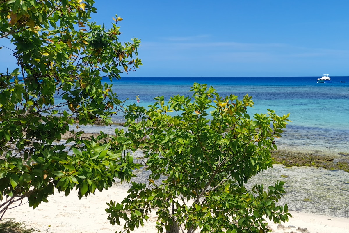 Tropical Paradise Awaits